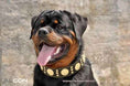 Load image into Gallery viewer, The "Maximus" collar 2.5 inch wide black & gold
