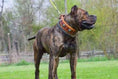Load image into Gallery viewer, The "Eros" collar 2.5 inch wide Brown
