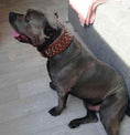 Load image into Gallery viewer, The "Crown" collar
