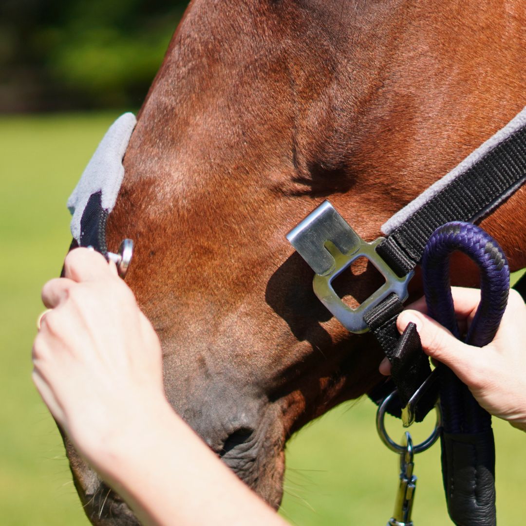 Southlake Paws Magna Halter ™ in Black, featuring a fleece noseband and leather breakaway, being fitted on a horse.