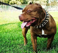 Load image into Gallery viewer, The "Big Boy" collar
