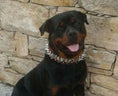 Load image into Gallery viewer, The "Steel" collar
