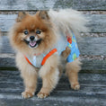 Load image into Gallery viewer, The Lahaina Collection - Belly Boxers for Dogs alternate view
