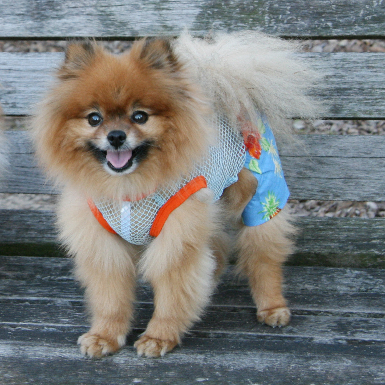 The Lahaina Collection - Belly Boxers for Dogs alternate view