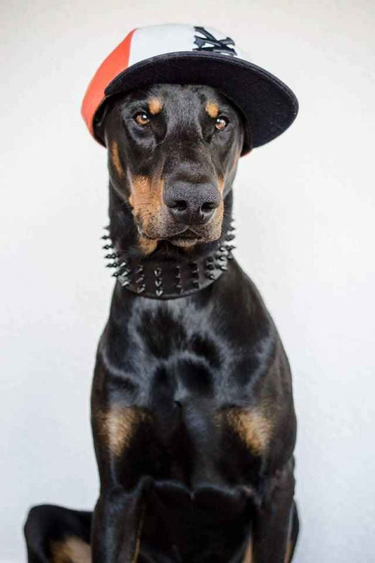 'Black Giant'' collar