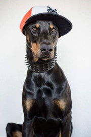 'Black Giant'' collar