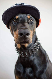 'Black Giant'' collar