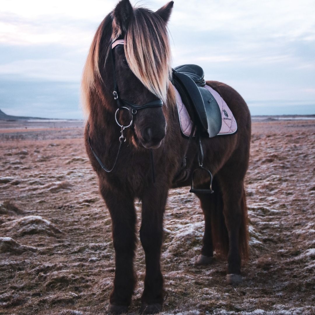 Brown horse standing in a field wearing a Southlake Paws Rose Quartz Saddle Pad with a pink design.