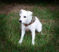 Load image into Gallery viewer, Camo Dog Bandana | - Southlake Paws
