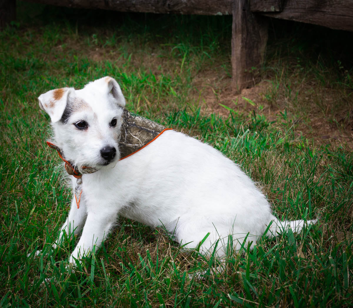 Camo Dog Bandana | - Southlake Paws