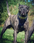 Load image into Gallery viewer, The "Metal" collar- personalized!
