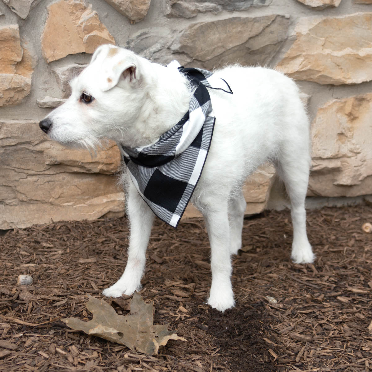 Buffalo Plaid Dog Bandana, Black & White Luxe Flannel - Southlake Paws
