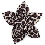 Leopard Flower