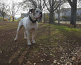 Load image into Gallery viewer, The "Maximus" collar 2.5 inch wide black & silver
