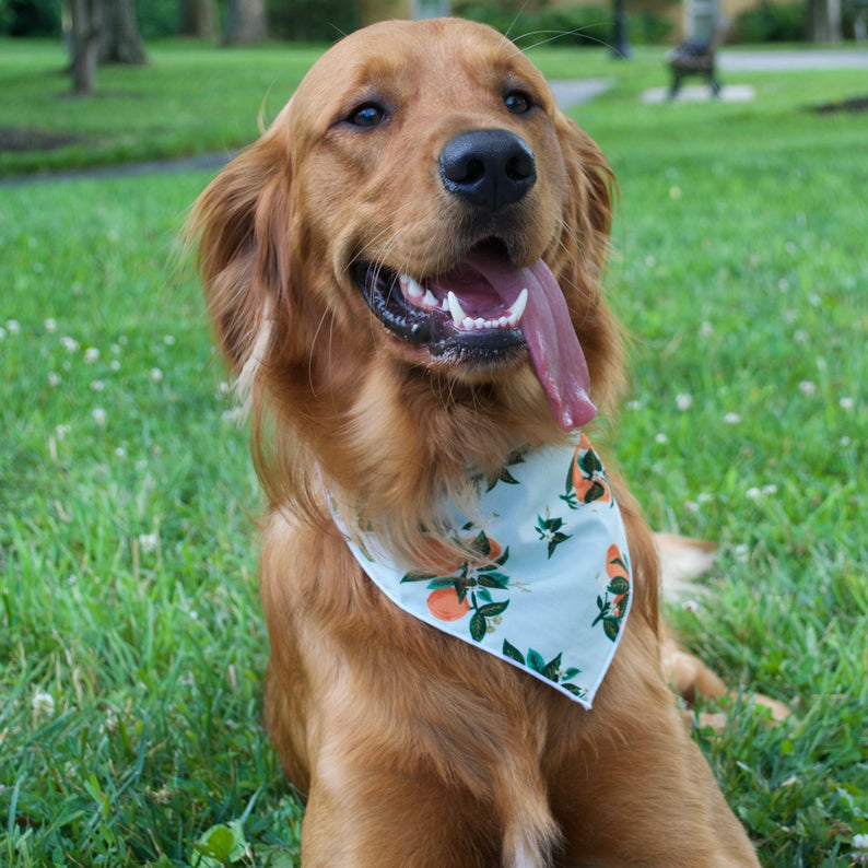 Floral Bandana, Flower Bandana, Dog Bandana by Rifle Paper Co | Spring Bandana, Orange Blossom - Southlake Paws