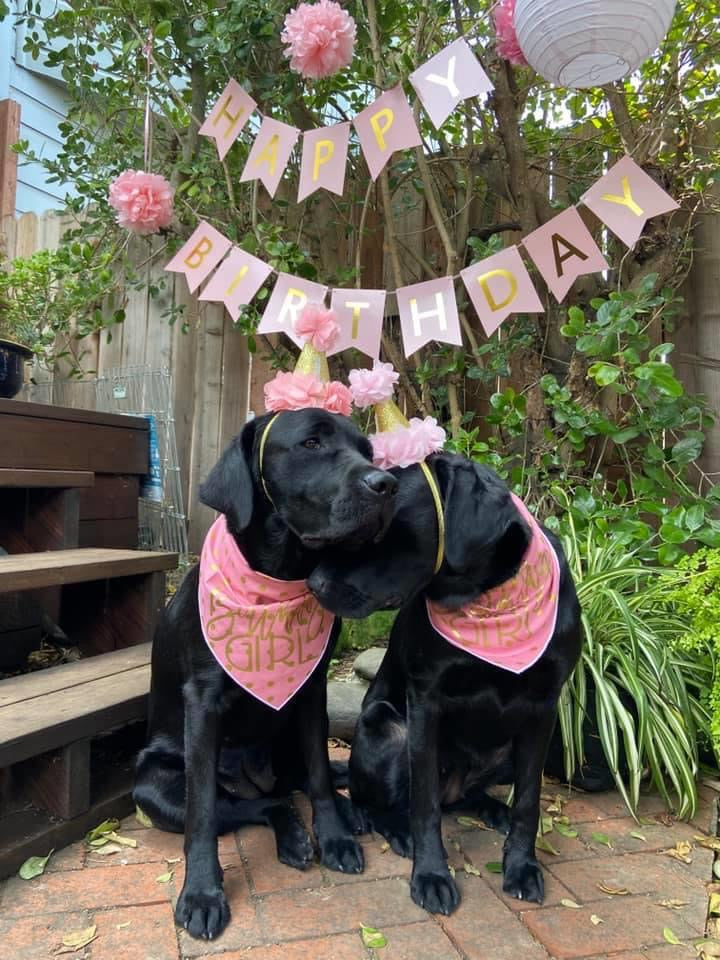 Birthday Girl Dog Birthday |  Birthday Dog Bandana | Happy Birthday Bandana | - GOLD FOIL - Southlake Paws