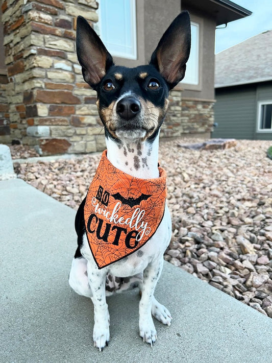 Halloween Bandana | Halloween Dog Bandana, Orange Spider Web with Bat | So Wickedly Cute  | - Southlake Paws