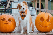 Halloween Bandana | Halloween Dog Bandana, Orange Spider Web with Bat | So Wickedly Cute  |