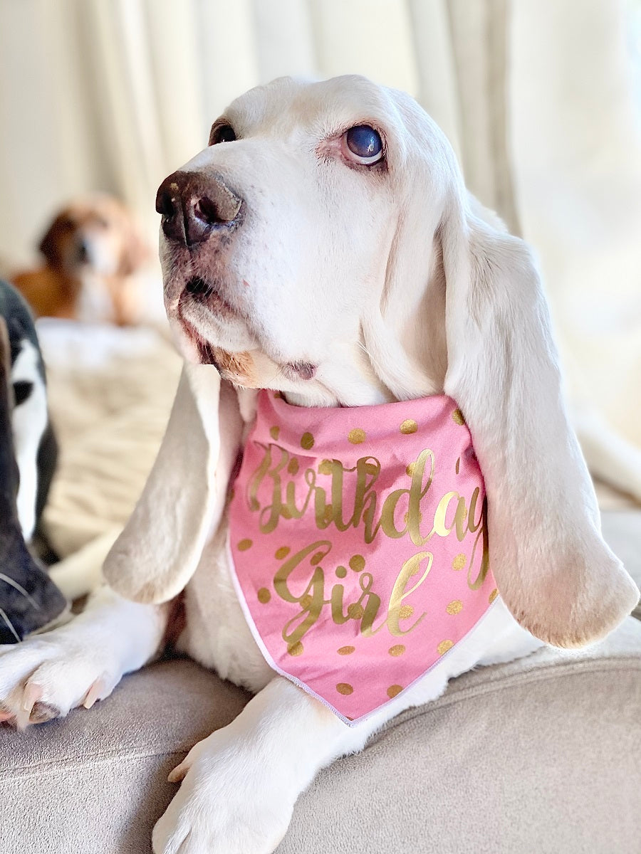 Birthday Girl Dog Birthday |  Birthday Dog Bandana | Pink Happy Birthday Bandana |  - GOLD FOIL
