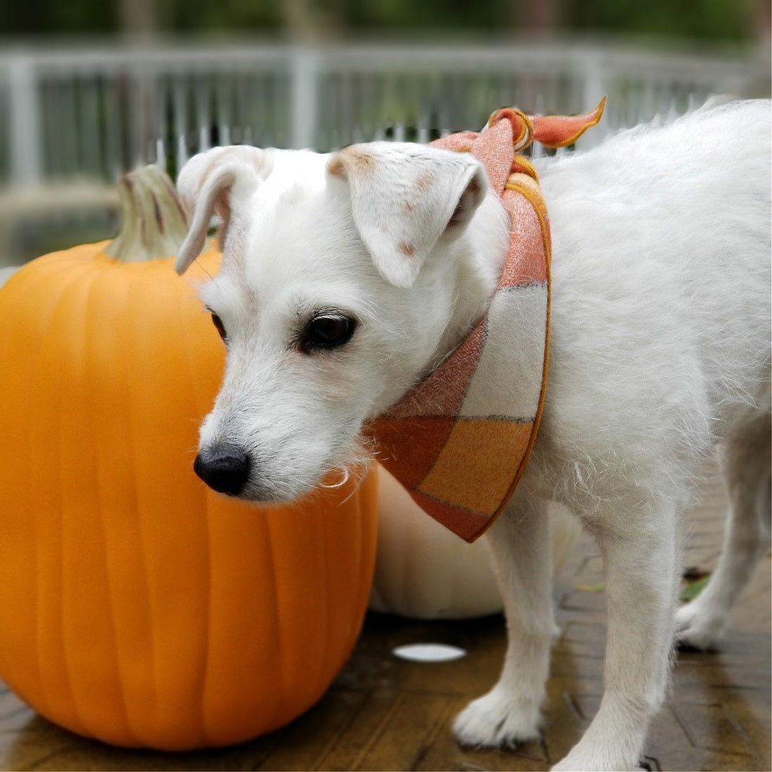 Pumpkin Spice | Flannel Dog Bandana, Plaid Bandana, Fall Bandana, High Quality Fabric, Rust, Orange, Copper - Southlake Paws