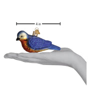 Hanging Western Bluebird