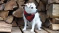Load image into Gallery viewer, Plaid Bandana, Flannel Bandana, Dog Bandana, Fall Bandana, Christmas Bandana, Bufflao Plaid, Red Bandana - Southlake Paws
