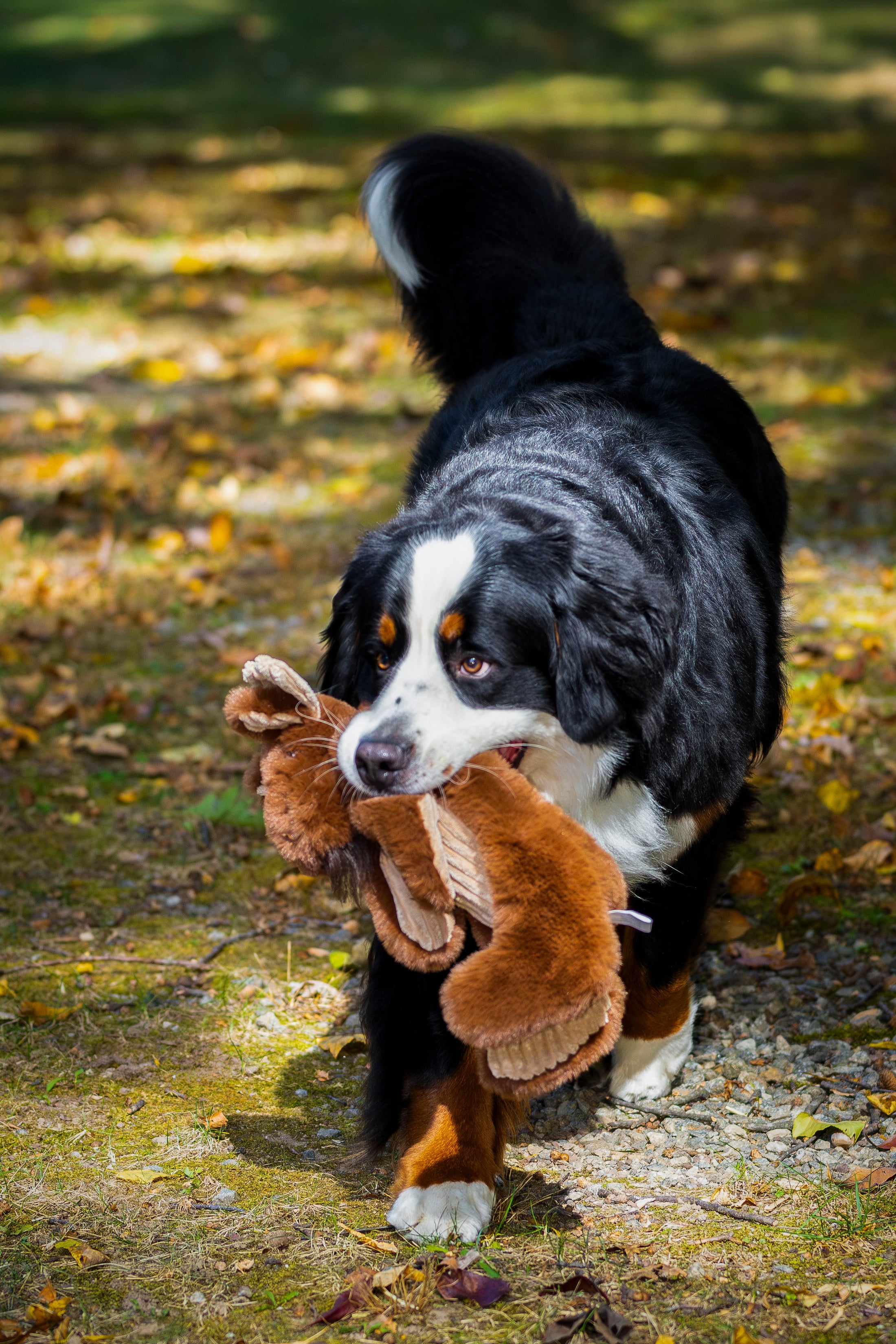 Maple Moose X-Brace™ Durable Plush Dog Toy - image 11