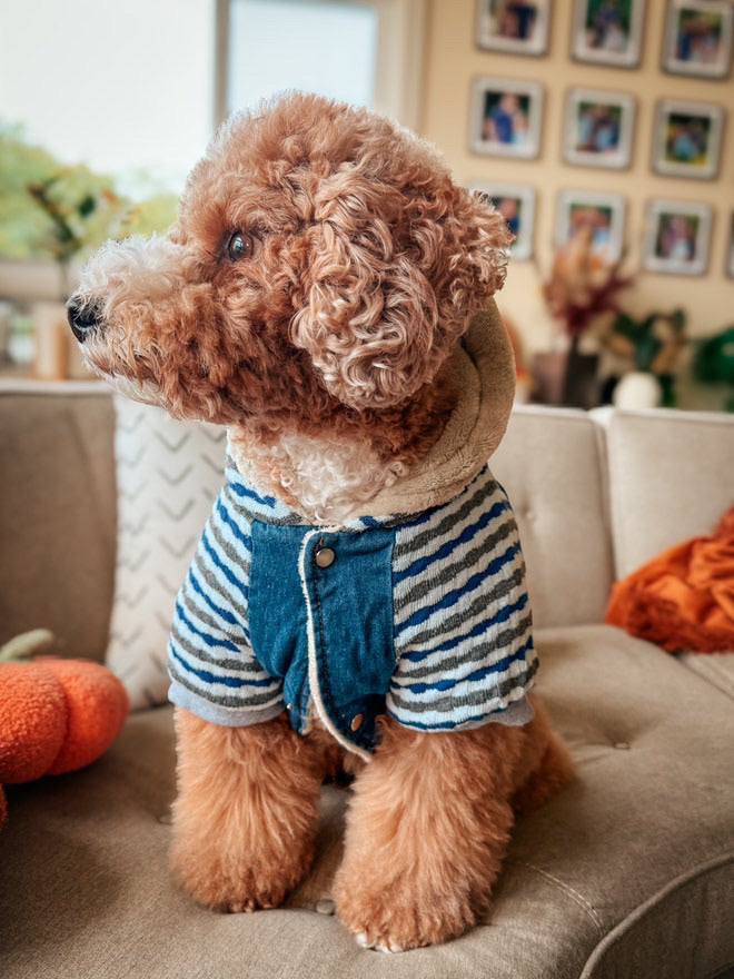 Parisian Pet 'Denim Striped' Hoodie, Blue for Dogs & Cats – Soft, Stylish Pet Apparel
