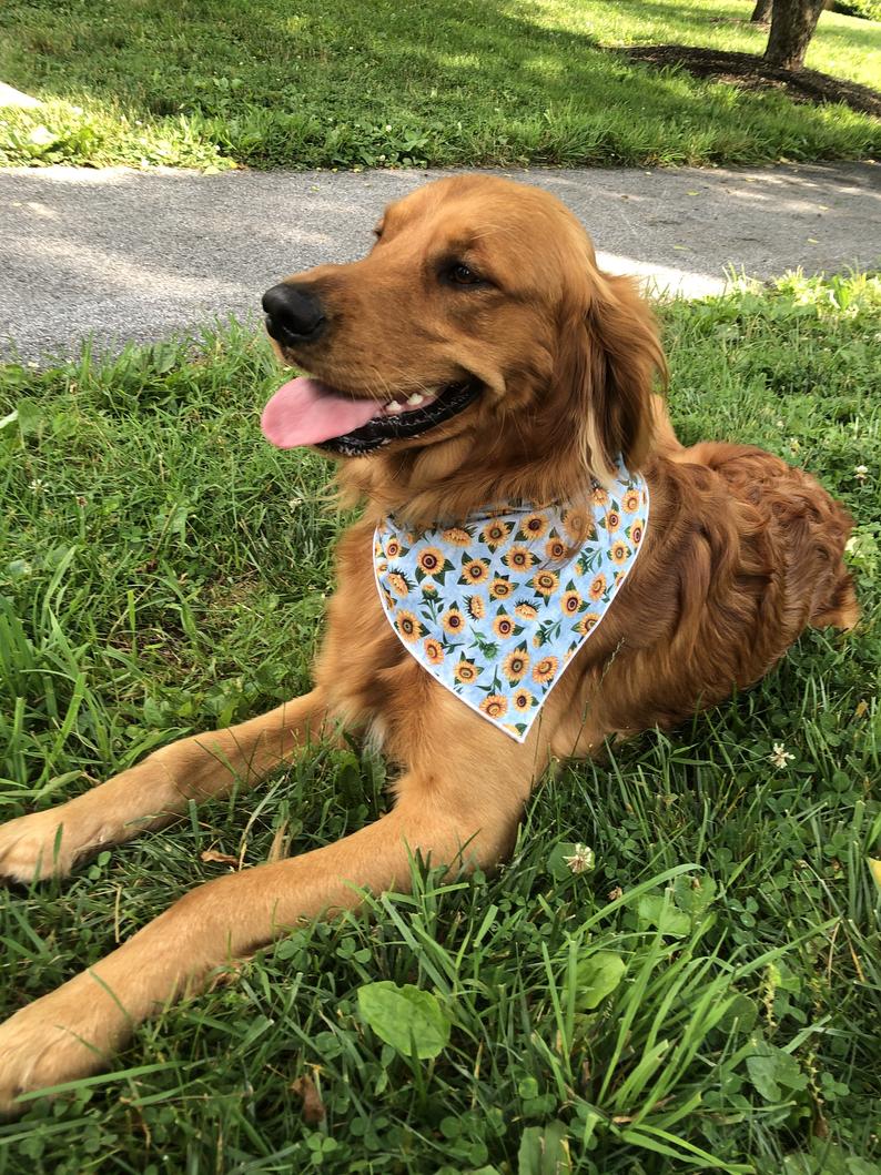 Floral Bandana, Flower Bandana, Tie Dog Bandana | Spring Bandana | Sunflower Bandana - Southlake Paws