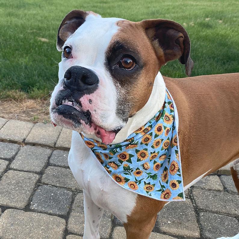 Floral Bandana, Flower Bandana, Tie Dog Bandana | Spring Bandana | Sunflower Bandana - Southlake Paws