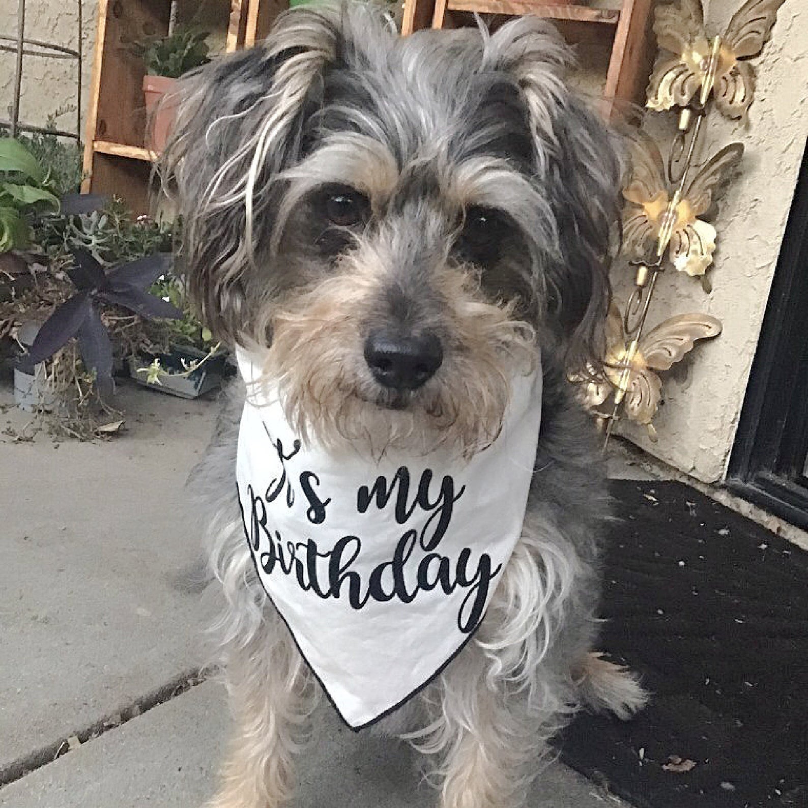Birthday Bandana, Dog Birthday |  Birthday Dog Bandana | Happy Birthday Bandana, It's My Birthday  | Party Bandana - Southlake Paws