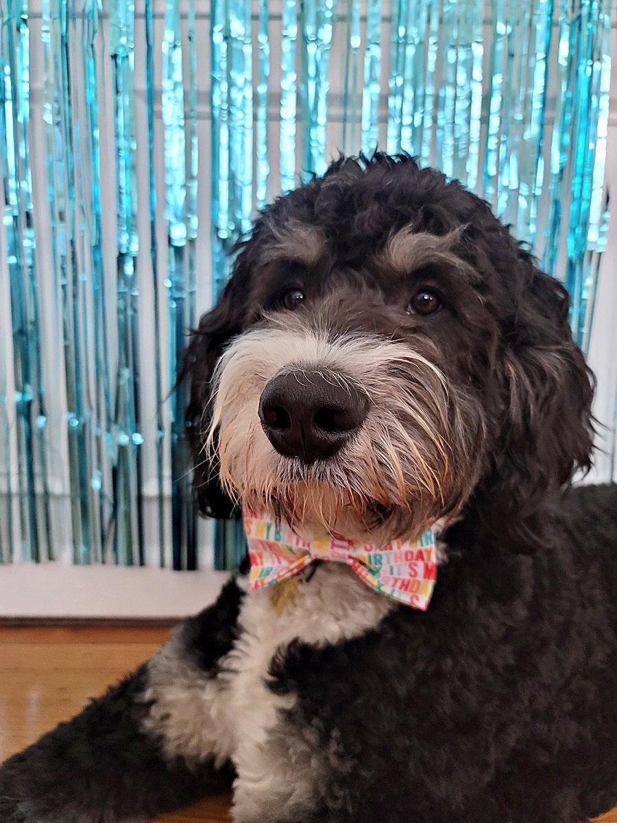 Birthday Bow Tie | Birthday Boy Dog Birthday |  Birthday Dog Bow Tie | Happy Birthday Bow Tie | Birthday Girl - Southlake Paws