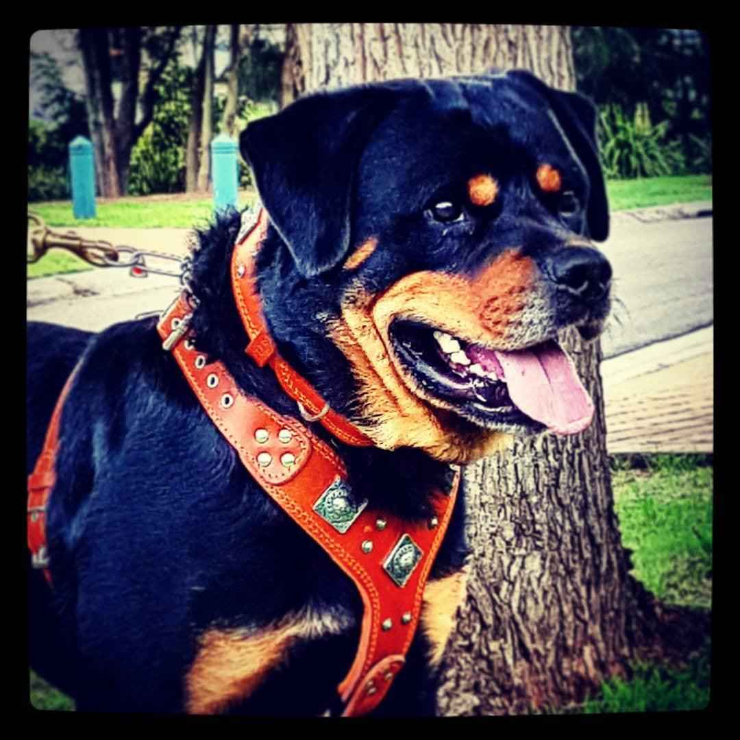 The "Eros" harness brown