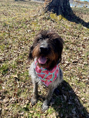 Watermelon Bandana, Floral Bandana, Flower Bandana, Tie Dog Bandana | Spring Bandana | Summer Bandana| Spring Bandanas