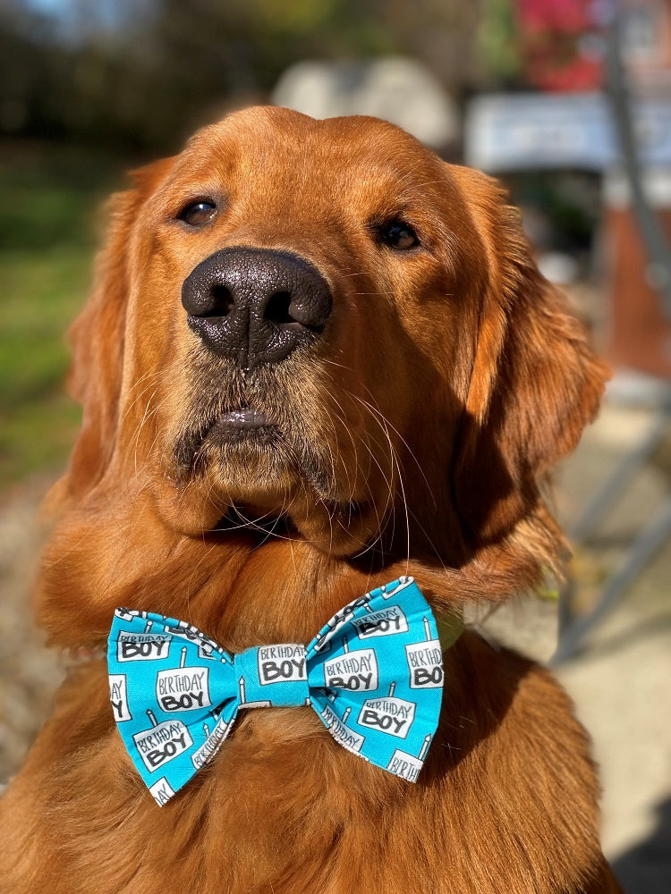 Birthday Bow Tie | Birthday Boy Dog Birthday |  Birthday Dog Bow Tie | Birthday Boy - Southlake Paws