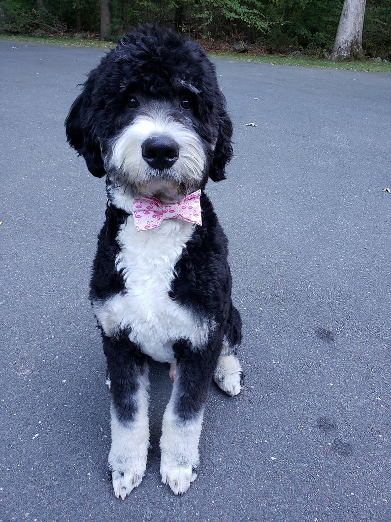 Flamingo Bow Tie, Summer Bow Tie, Dog Bow Tie - Southlake Paws