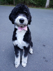 Flamingo Bow Tie, Summer Bow Tie, Dog Bow Tie