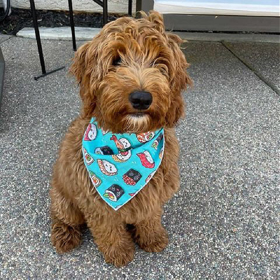 Sushi Dog Bandana | Food Dog Tie Bandana  | Design is facing upwards - Southlake Paws