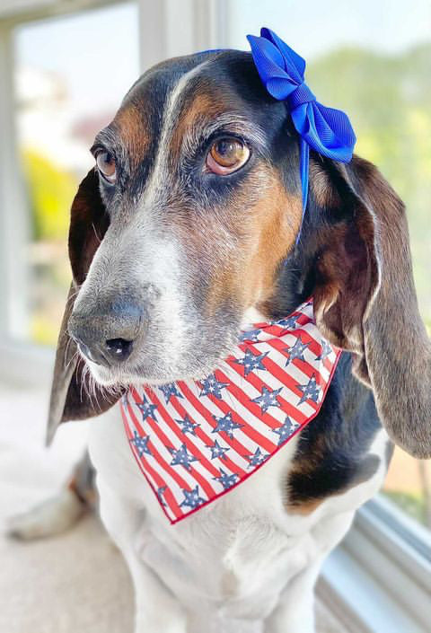 Summer | 4th of July | Memorial Day Bandana | USA | American Flag Bandana | Patriotic bandana | Stars & Stripes - Southlake Paws