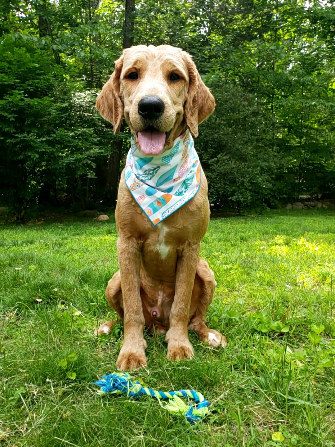 Surfboard Bandana | Nautical Bandana | Summer Bandana | Beach Bandana