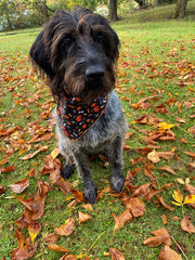 Halloween Bandana | Halloween Dog Bandana | Black Dog Bones, House & more