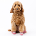 Load image into Gallery viewer, The Kai- Dog Sneaker
