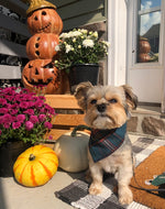 Plaid Bandana, Fall Bandana, , Winter Bandana, High Quality Fabric, Blue