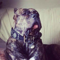 Load image into Gallery viewer, The "Maximus Silver" leash
