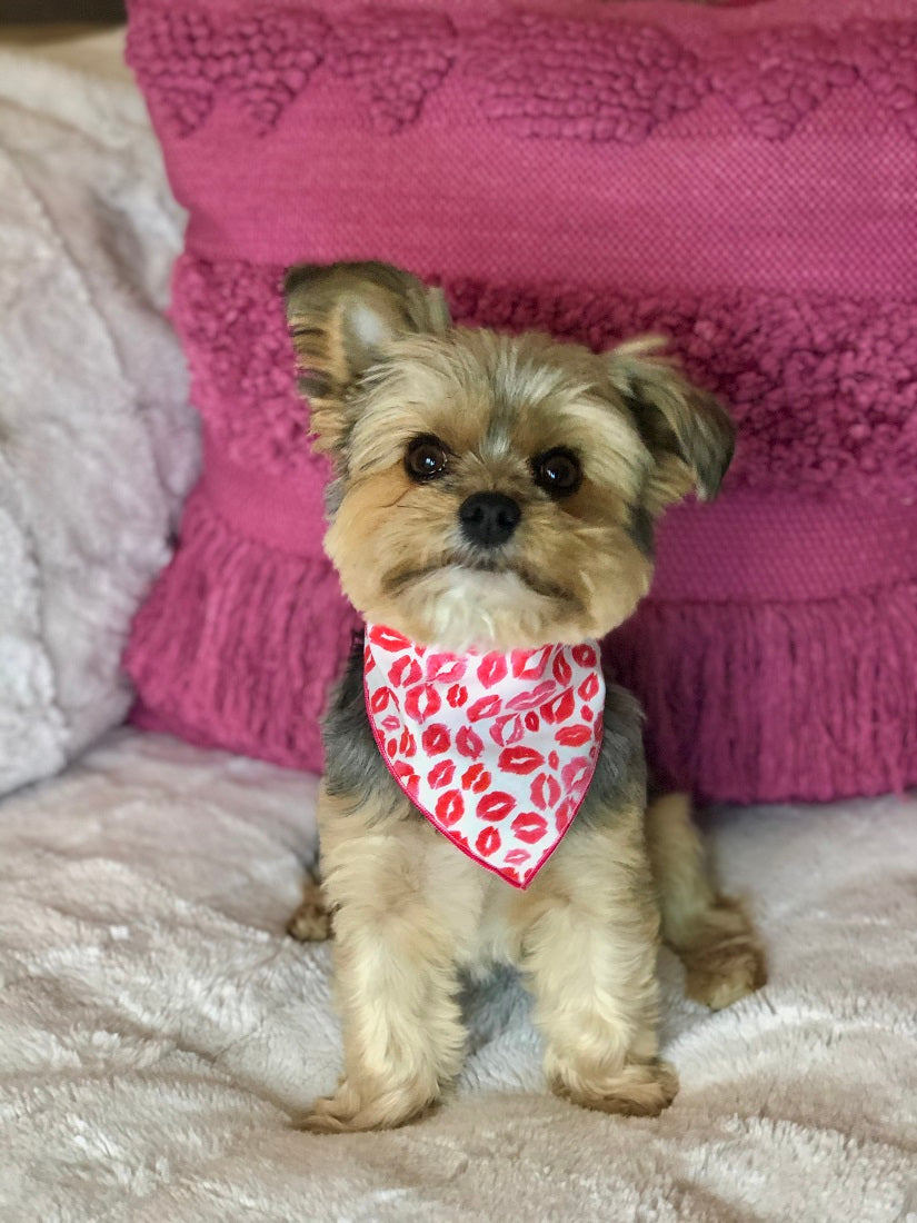 Valentine Bandana | Valentines Day Bandana | Red Hearts Valentine Dog Bandana,  Lips | Kisses - Southlake Paws
