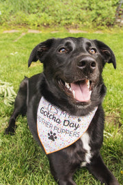 Birthday Bandana | Dog Birthday |  Birthday Dog Bandana | Happy Birthday Bandana | It's My Gotcha Day