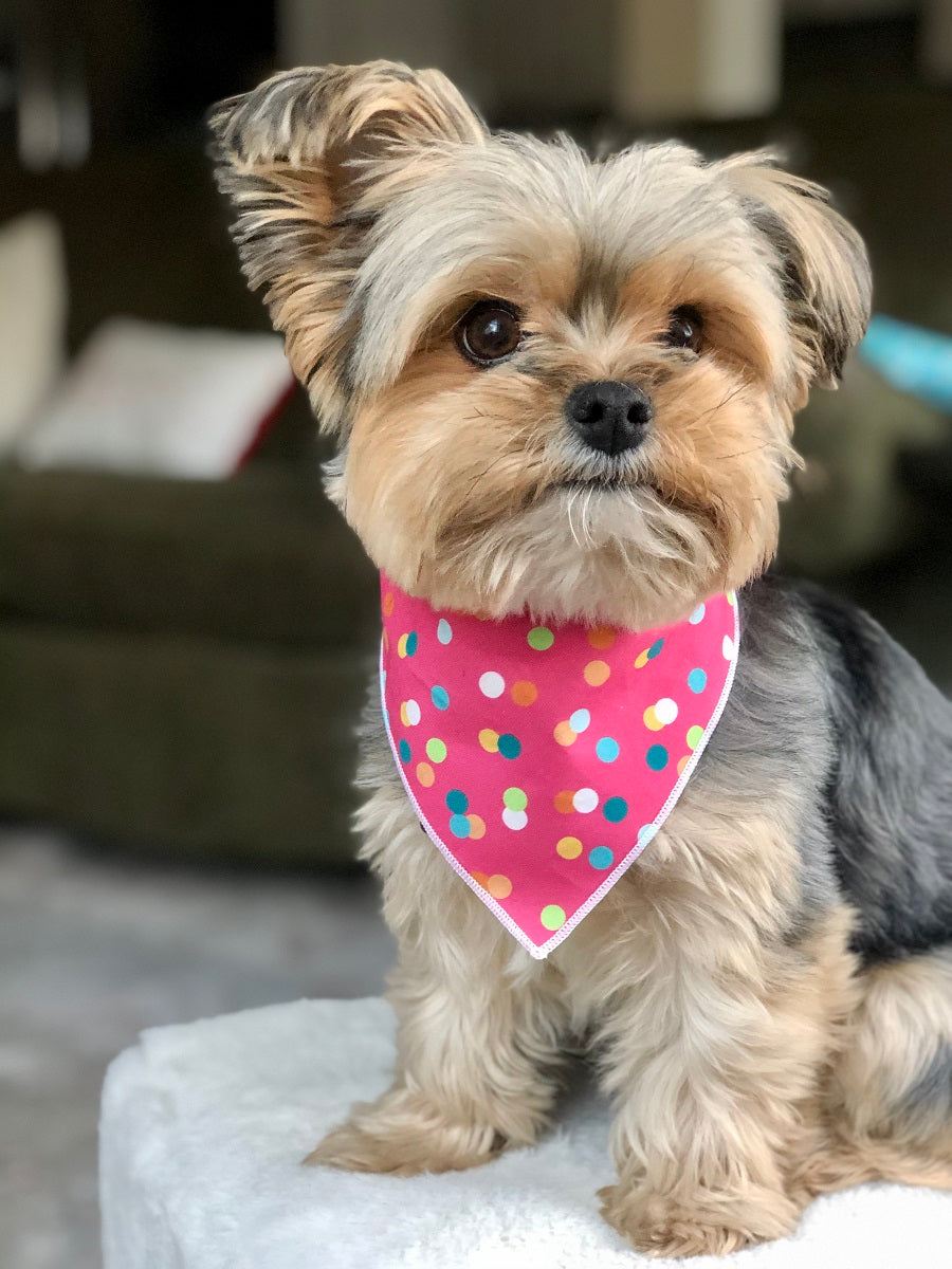 Spring Bandana |  Easter Bandana | Birthday Bandana - Southlake Paws