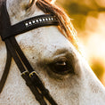 Load image into Gallery viewer, B&W - Black Saddle Pad Set
