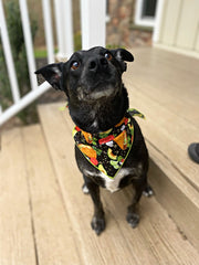 Taco Dog Bandana | Food Dog Tie Bandana