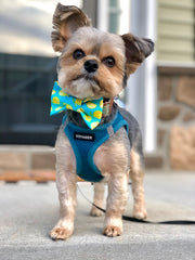 Summer Bow Tie | Lemon | Food Bow Tie